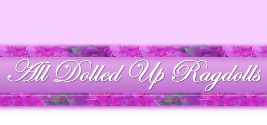 All Dolled Up Ragdolls - Ragdoll Cats & Kittens - Cattery located in New Jersey